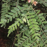 Cassia roxburghii DC.